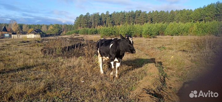 Телка на племя