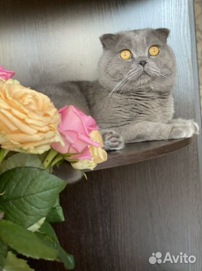 Вязка с шотландским вислоухим котом