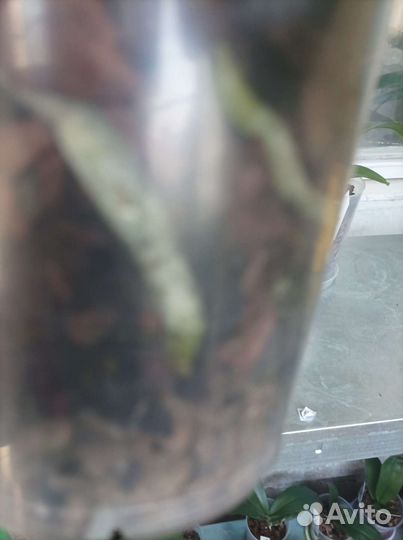 Орхидея фаленопсис