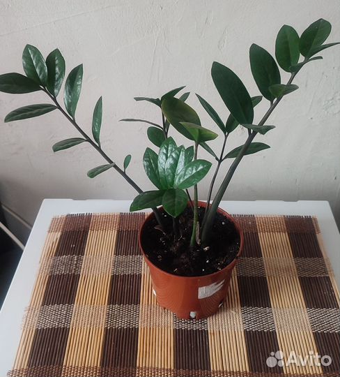 Комнатные цветы