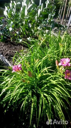 Лилии, лилейники (кусты)