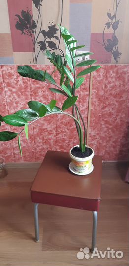 Замиокулькас