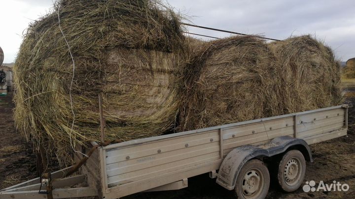 Продам сено в рулонах 2023
