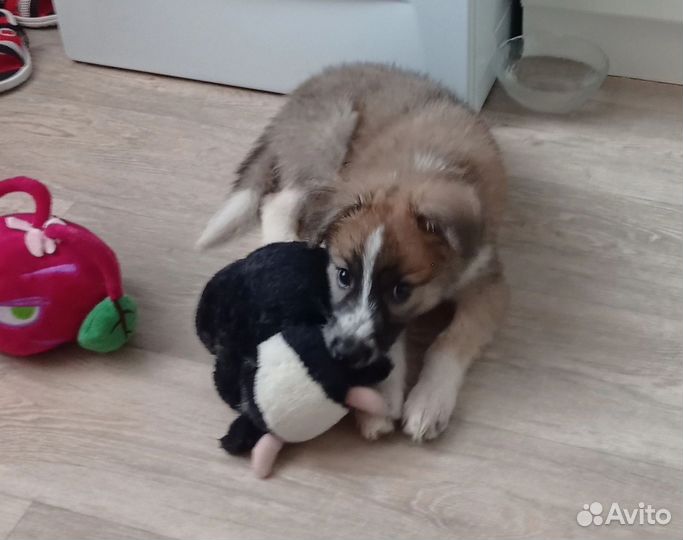 Щенки в добрые руки