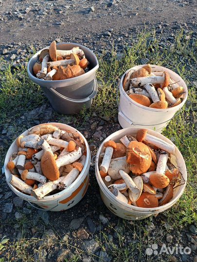 Грибы свежие