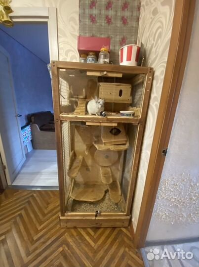 Шиншилла с клеткой