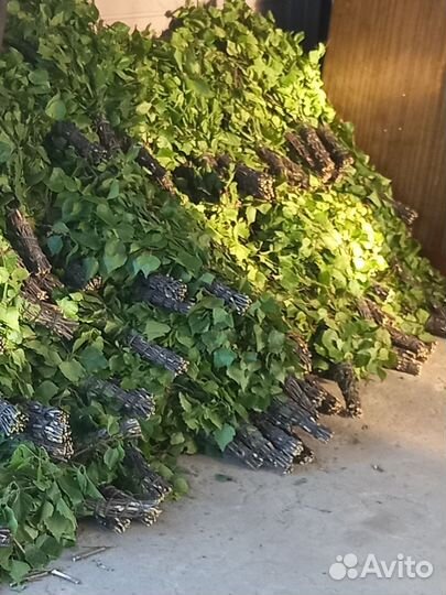 Веники дуб берёза