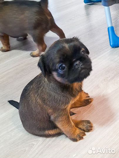 Девочка Пти- брабансон/Брюссельский гриффон