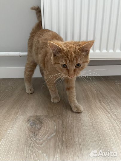 Отдам в добрые руки кошечку