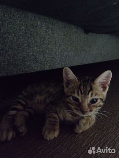 Бенгальский котенок
