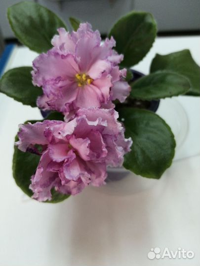 Фиалка, цветущие детки