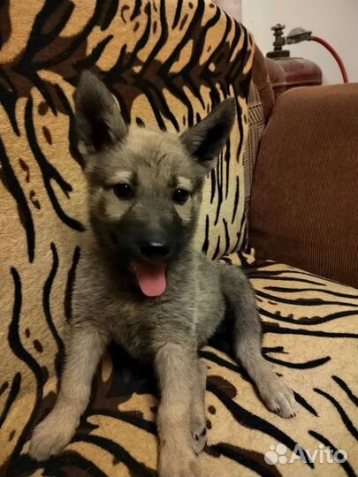 Крутая Кнопочка