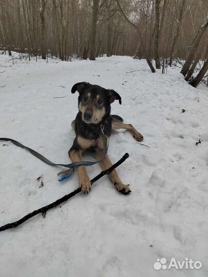 Собака в поиске дома, собака в дар