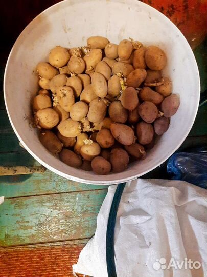 Семенной картофель