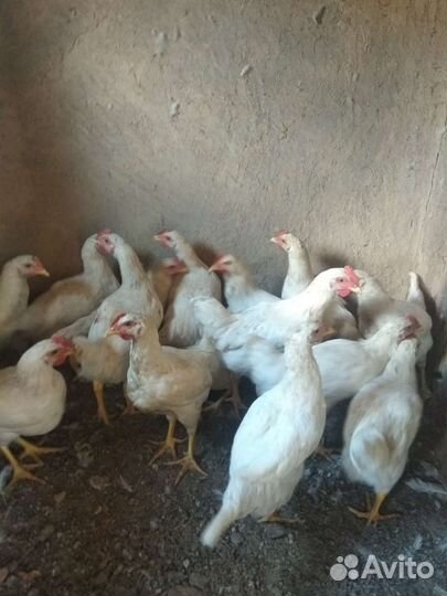 Индюки Биг 6 и петушки.Домашные