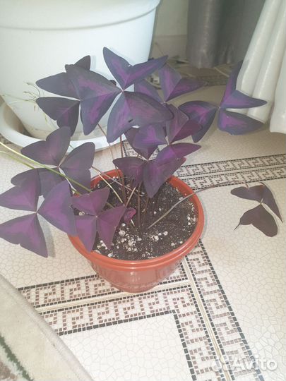 Кислица оксалис