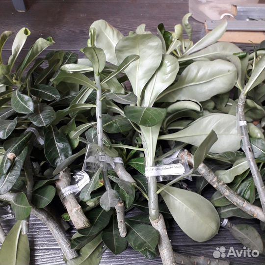 Свежесрезанные черенки сортовых адениумов