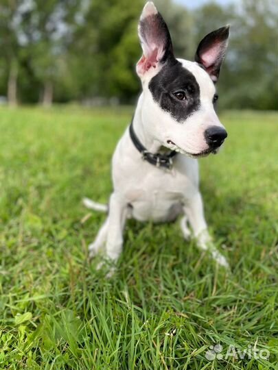 Щенок американского питбуля