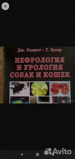 Болезни кошек Нефрология Анатомия Рентген