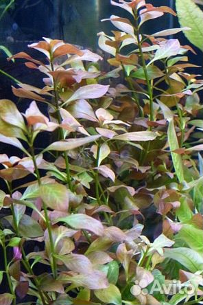 Аквариумные растения прополка (людвигия болотная)