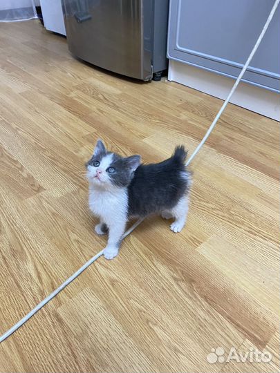 Котята бесплатно