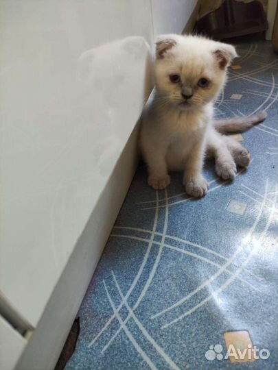 Домашние животные котята