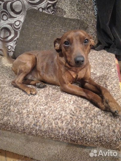 Цвергпинчер