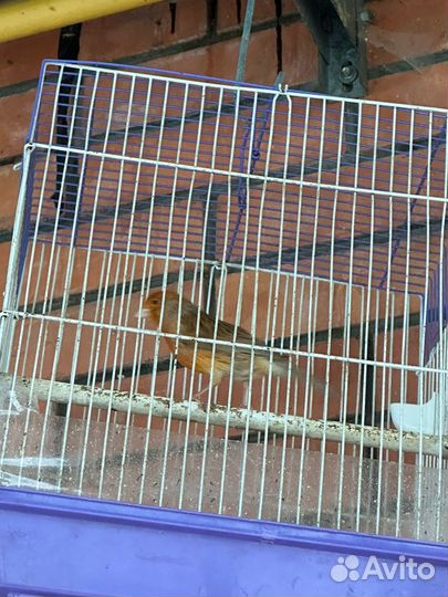 Кенара и канарейки