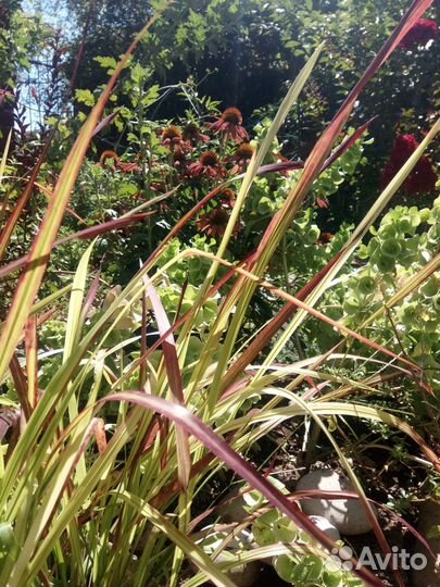 Императа ред барон, юкка голубая