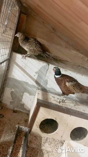 Фазан охотничий