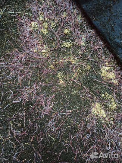 Червь для компостирования