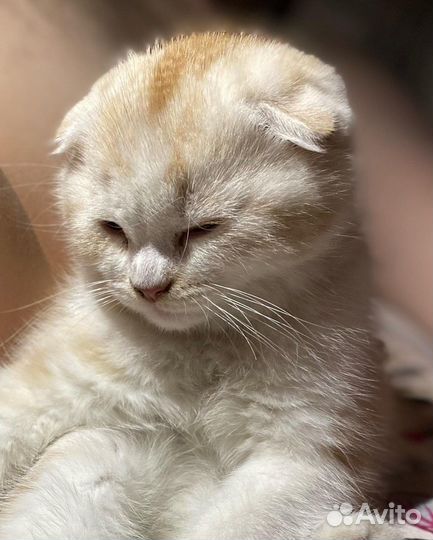 Шотландский кот вязка