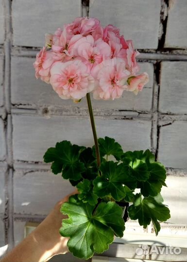 Пеларгония герань