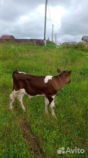 Корова дойная с теленком Голштинская порода