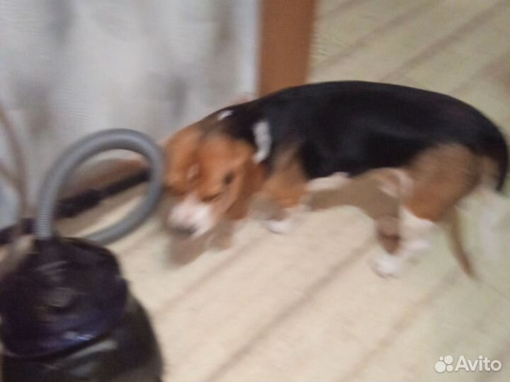 Собака в добрые руки отдам бесплатно