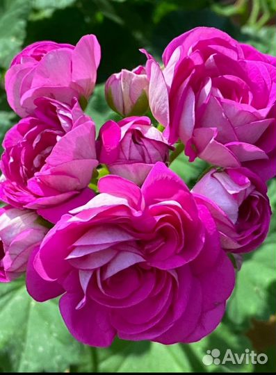 Пеларгония Марлезон -2 (взрослое)