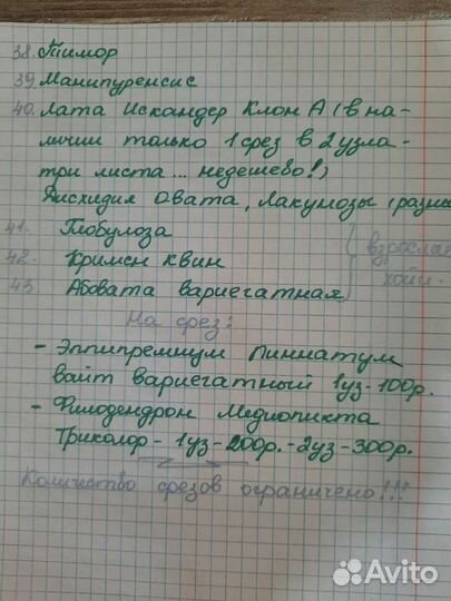 Хойи на срез