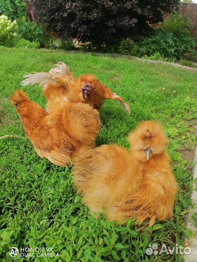 Куры шелковые, голландская белохохлая, лакеданзи