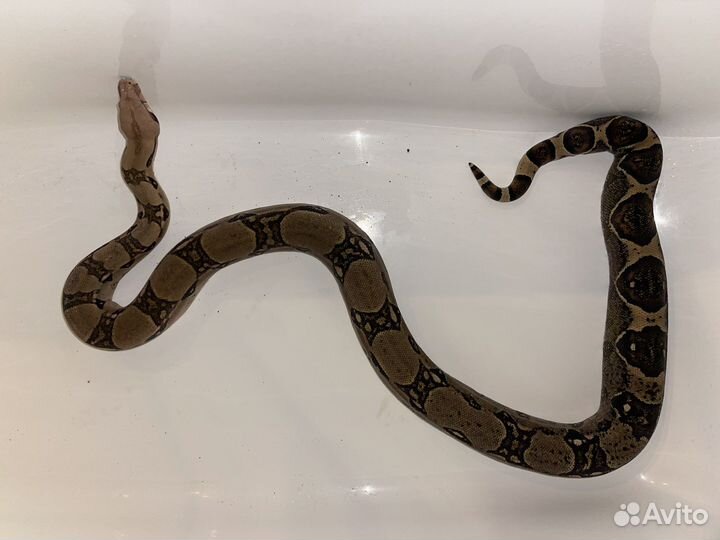 Императорский удав + террариум - биокамин