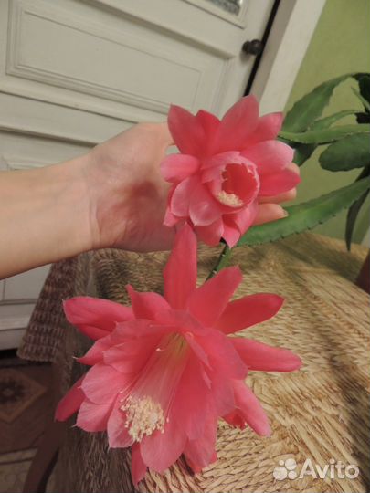 Эпифиллум розовый