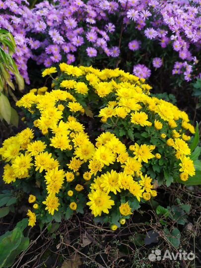 Астра альпийская и хризантемы