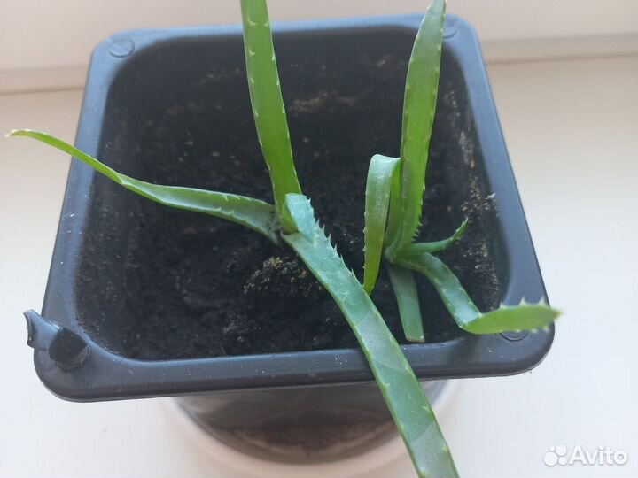 Алоэ столетник