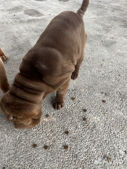 Щенок шарпей