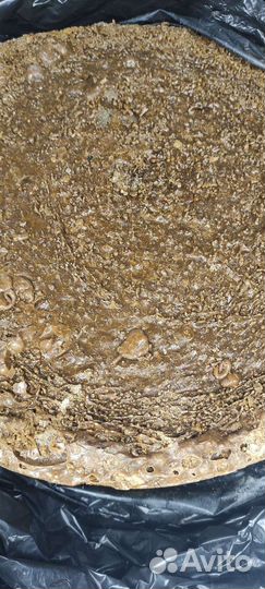 Живица кедровая (смолка) оптом