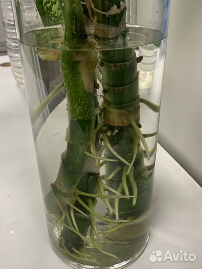 Диффенбахия