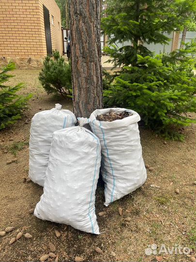 Шишки сосновые