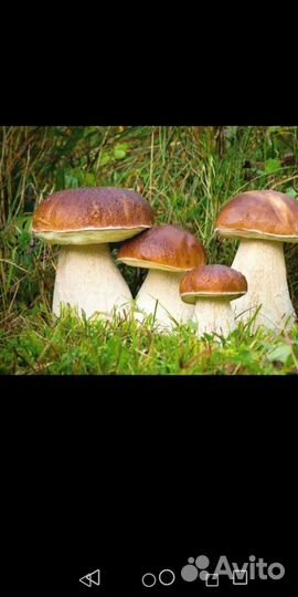 Грибы солёные, маринованные и свежии