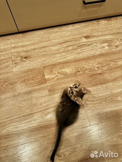 Отдам котенка в добрые руки