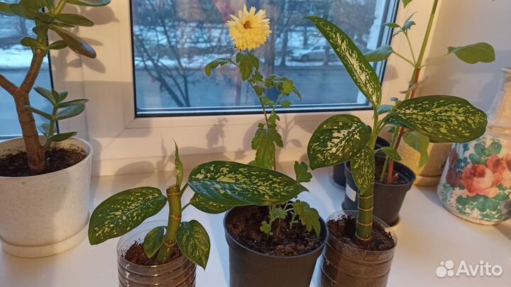 Комнатные цветы