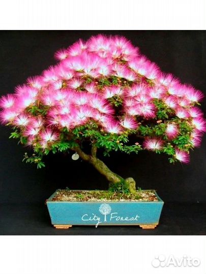 Альбиция ленкоранская